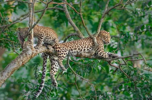 Leopard in Rajaji Tiger Reserve
