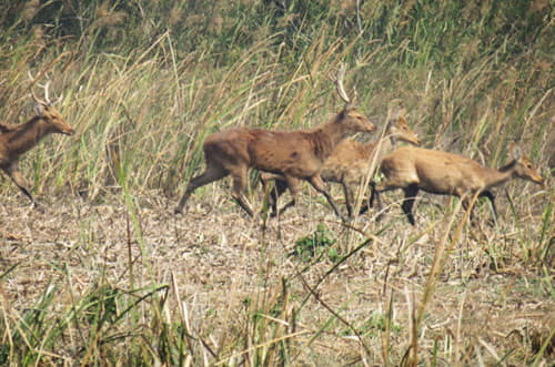 Sambar Deers in Rajaji Tiger Reserve Haridwar