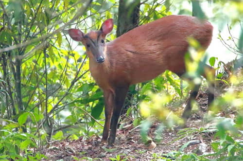 Beautiful Deers Rajaji Tiger Reserve