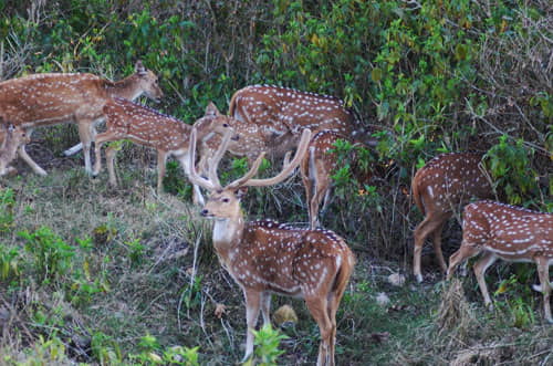 Deers in Rajaji Tiger Reserve Cheela Zone
