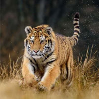 Tigers in Rajaji National park Haridwar