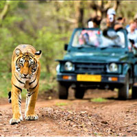 Safari in Chilla Rajaji National Park