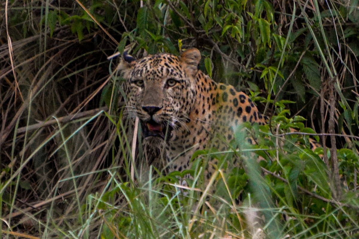 Leopard of Rajaji Park
