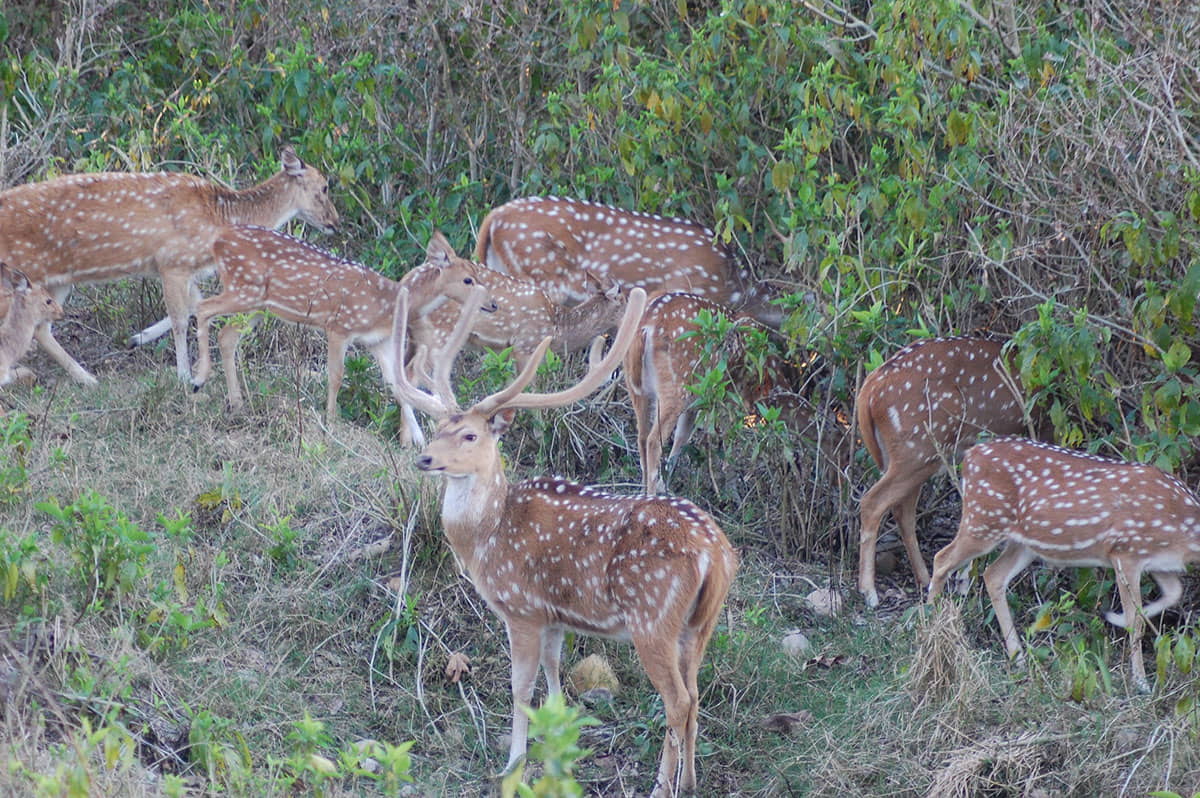 Deers in chilla Rajaji National Park Haridwar