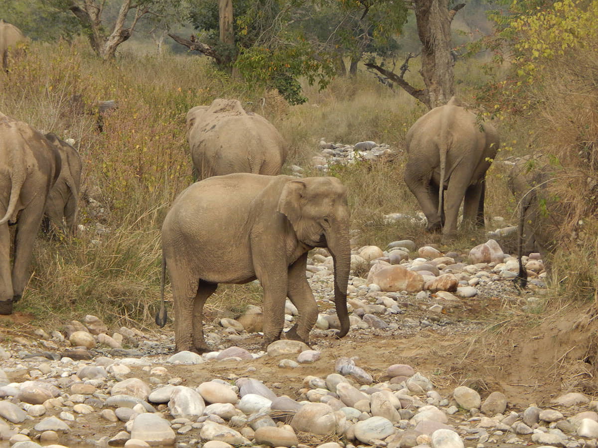 Elephants in Rajaji National Park Haridwar