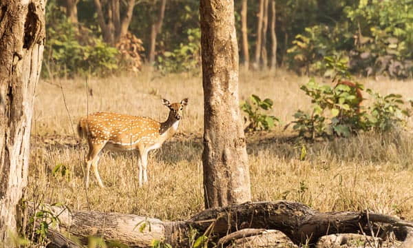 Deers in Rajaji Park