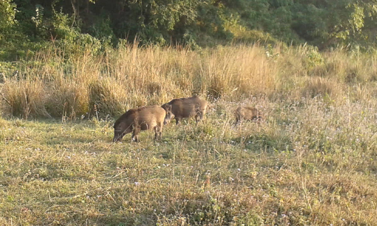 Wild Animals in Rajaji National Park Haridwar