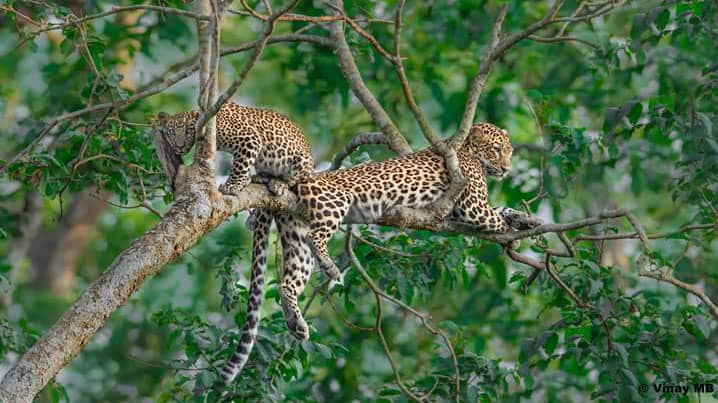 Leopards in Chilla Rajaji National Park