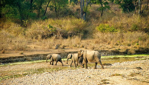 Elephants in Rajaji Tiger Reserve