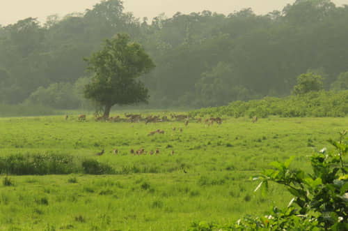 Rajaji Tiger Reserve Jhilmil Zone
