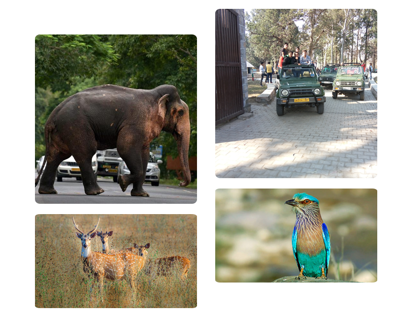 Best Safari in Rajaji National Park Haridwar 