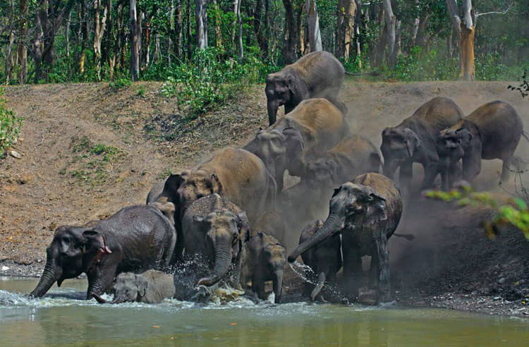 Jungle Safari Rajaji National Park