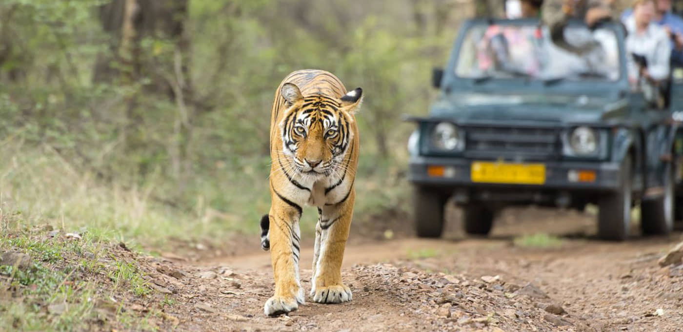  Bengal Tigers in Rajaji Tiger Reserve Rishikesh