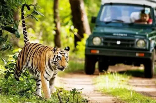 Rajaji Tiger Reserve Vindhyavasini Zone